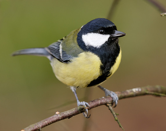 Great Tit Parus major