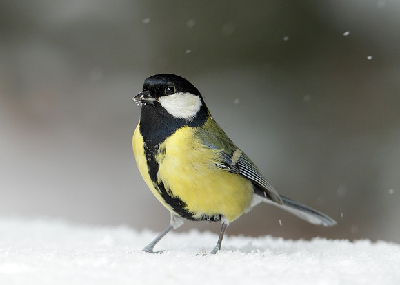 Great Tit Parus major
