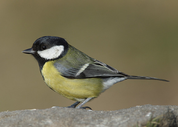 Great Tit Parus major