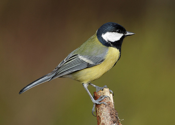 Great Tit Parus major