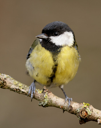 Great Tit Parus major