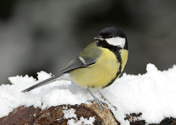Great Tit Parus major
