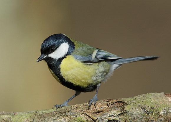 Great Tit Parus major