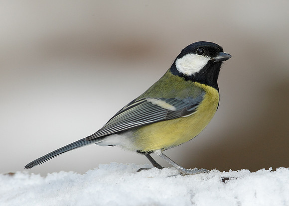 Great Tit Parus major