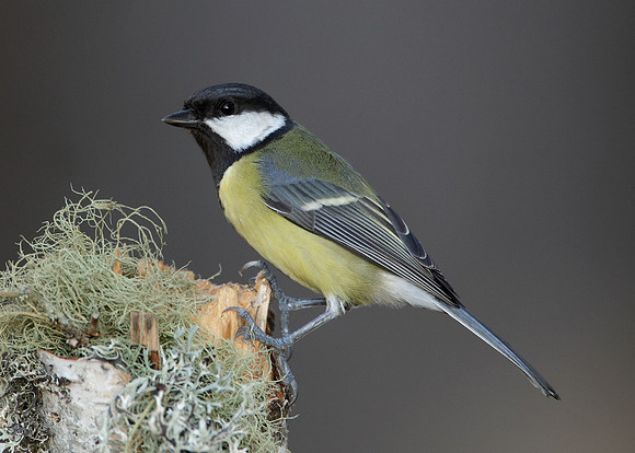 Great Tit Parus major