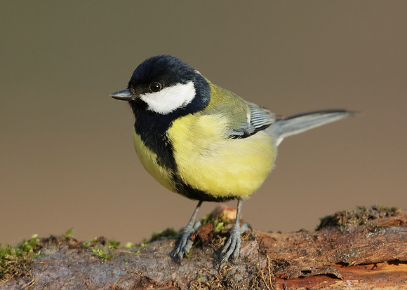 Great Tit Parus major