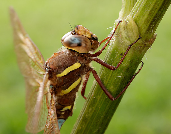 Brown Hawker Aeshna grandis