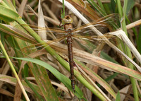 Brown Hawker Aeshna grandis