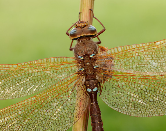 Brown Hawker Aeshna grandis