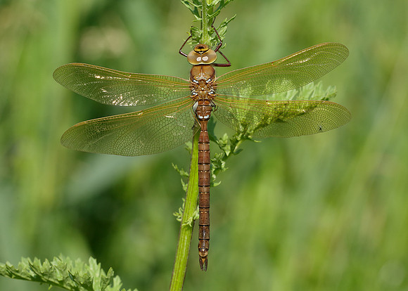 Brown Hawker Aeshna grandis