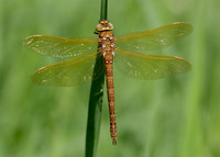 Brown Hawker Aeshna grandis