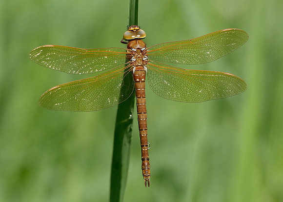 Brown Hawker Aeshna grandis