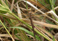 Brown Hawker Aeshna grandis