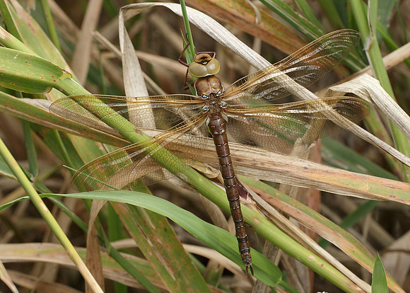 Brown Hawker Aeshna grandis