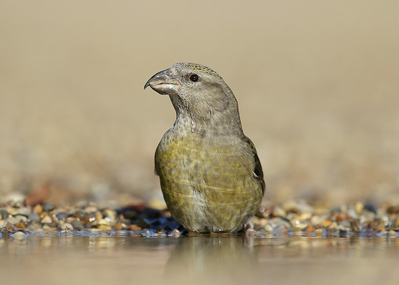 Crossbill Loxia curvirostra