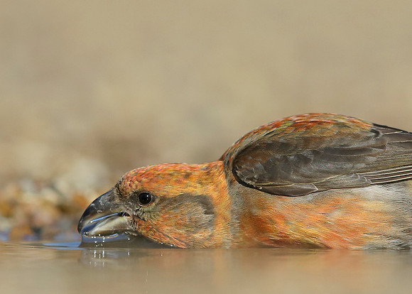 Crossbill Loxia curvirostra