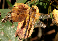 Brown Hawker Aeshna grandis