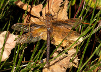 Brown Hawker Aeshna grandis