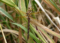 Brown Hawker Aeshna grandis