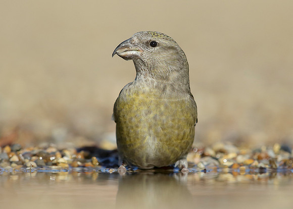 Crossbill Loxia curvirostra