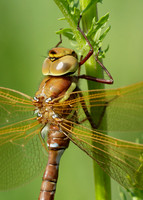 Brown Hawker Aeshna grandis