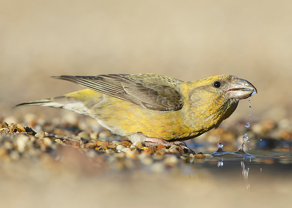 Crossbill Loxia curvirostra