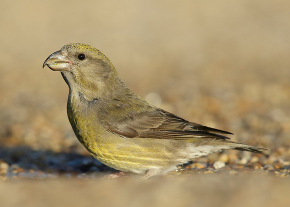 Crossbill Loxia curvirostra