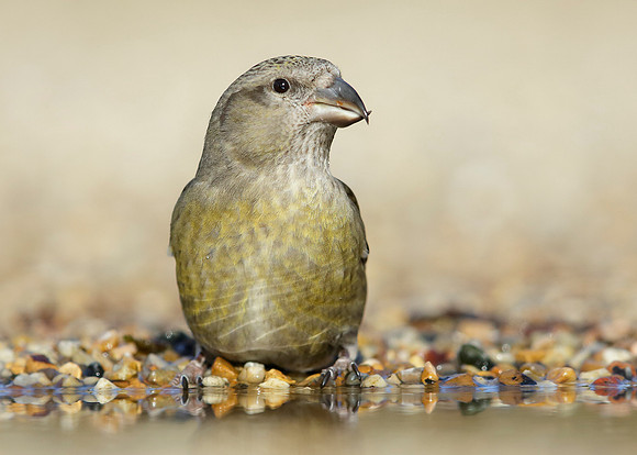 Crossbill Loxia curvirostra