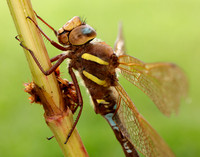 Brown Hawker Aeshna grandis