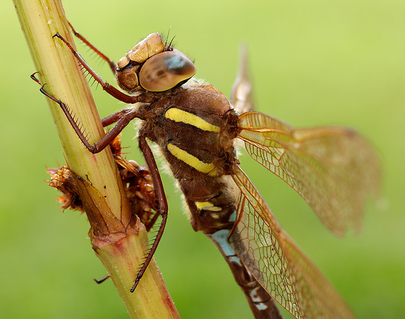 Brown Hawker Aeshna grandis