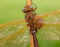 Brown Hawker Aeshna grandis