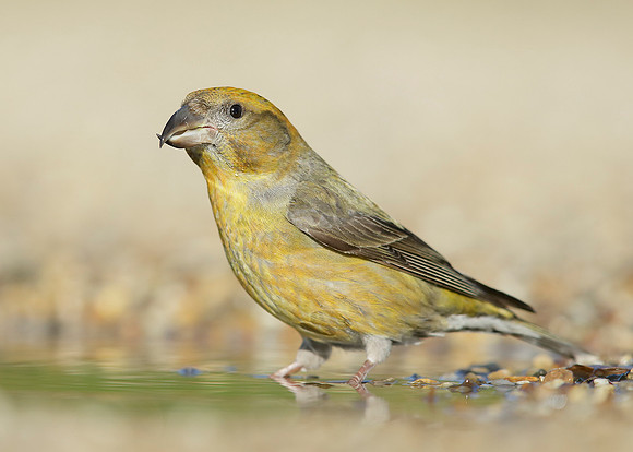 Crossbill Loxia curvirostra