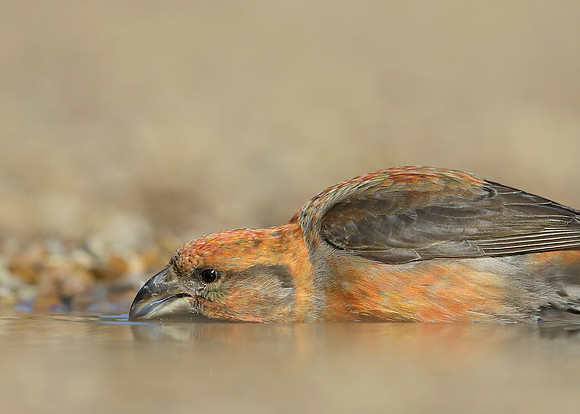 Crossbill Loxia curvirostra