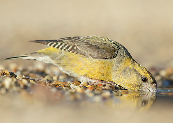 Crossbill Loxia curvirostra
