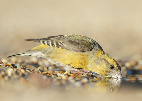 Crossbill Loxia curvirostra