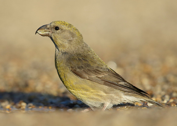 Crossbill Loxia curvirostra