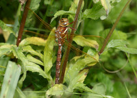 Brown Hawker Aeshna grandis