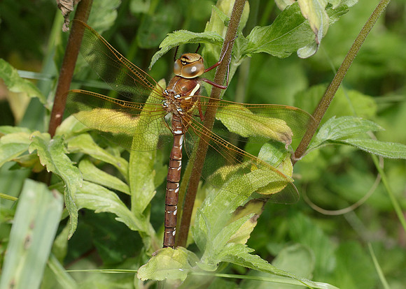 Brown Hawker Aeshna grandis