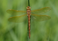 Brown Hawker Aeshna grandis