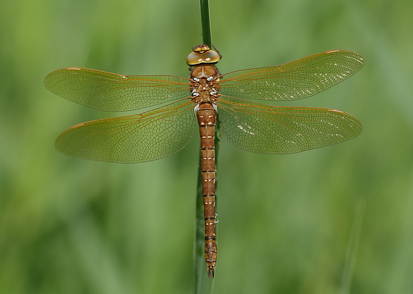 Brown Hawker Aeshna grandis