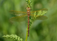 Brown Hawker Aeshna grandis