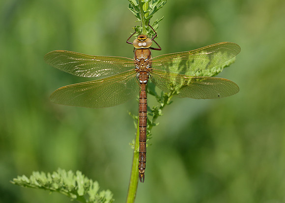 Brown Hawker Aeshna grandis