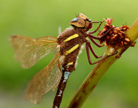 Brown Hawker Aeshna grandis