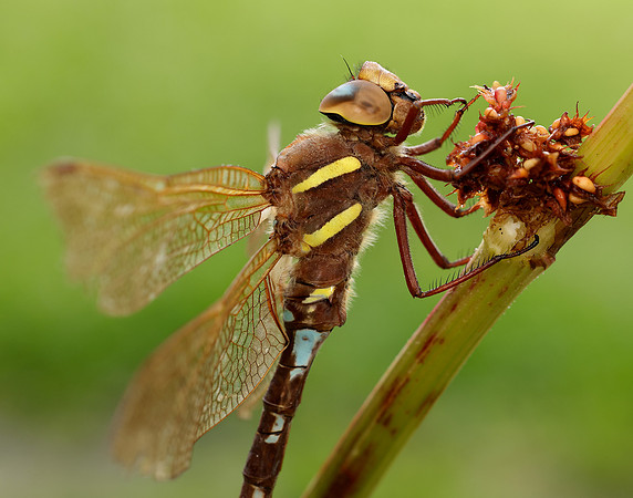 Brown Hawker Aeshna grandis