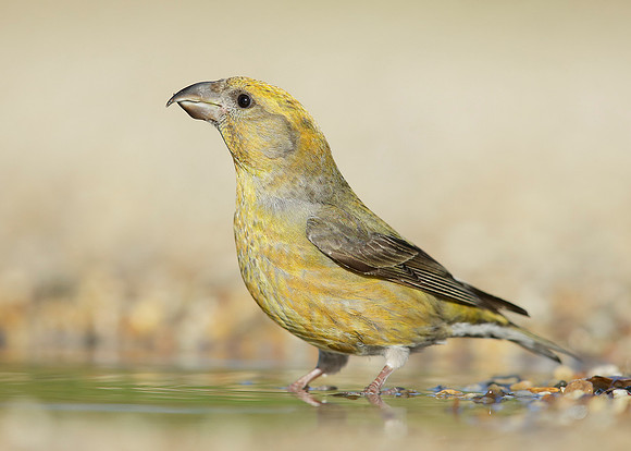 Crossbill Loxia curvirostra