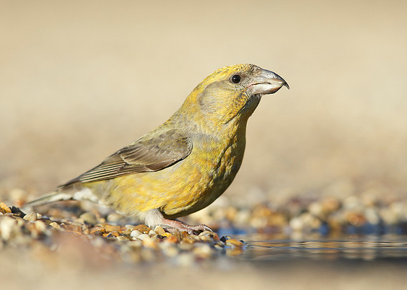 Crossbill Loxia curvirostra