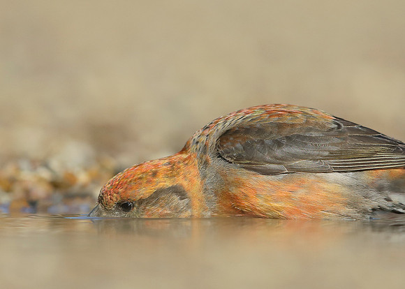Crossbill Loxia curvirostra