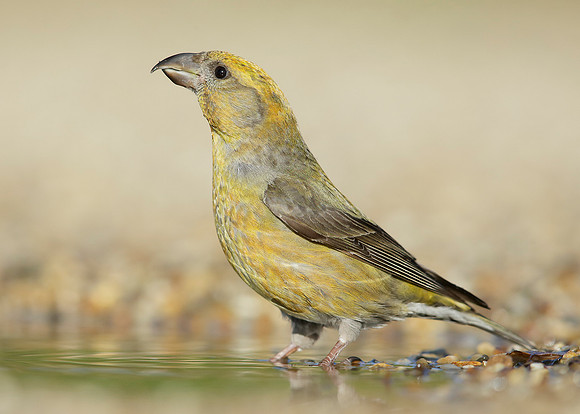 Crossbill Loxia curvirostra