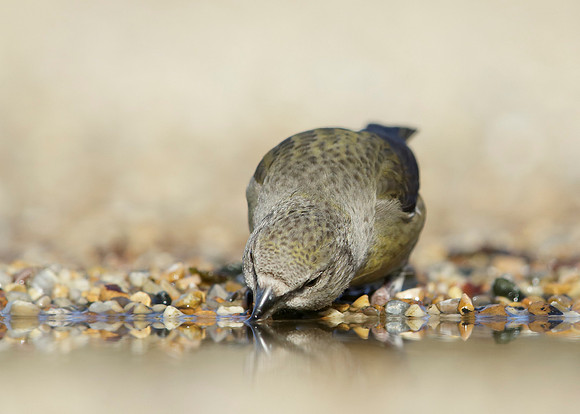 Crossbill Loxia curvirostra
