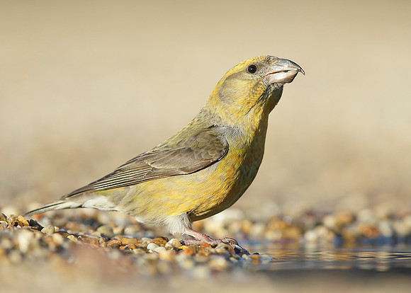 Crossbill Loxia curvirostra